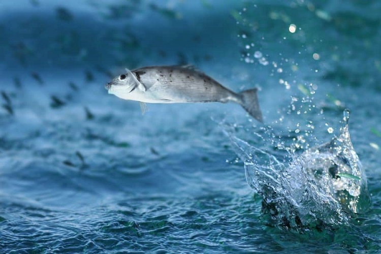 Ryby sennik - Jakie jest znaczenie snu o rybie lub rybach? Interpretacje i symbolika